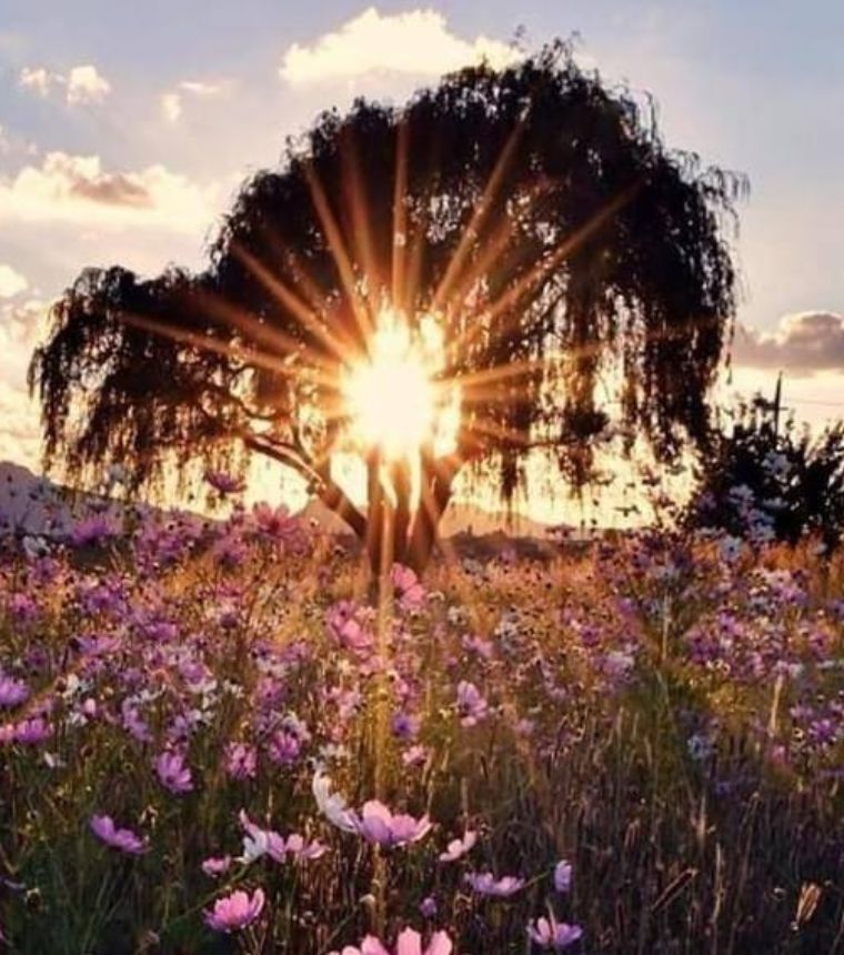 Sunlight streaming through a tree over a meadow of pink wildflowers at sunrise, nature imagery for Art Therapy.