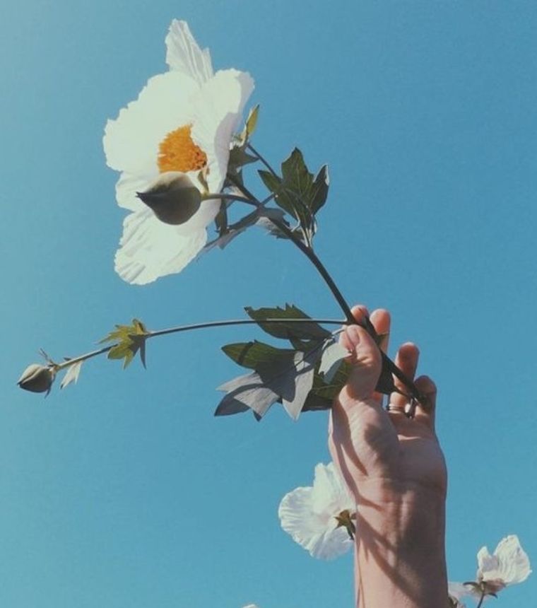 Hand lifting a white flower into a clear blue sky, nature imagery for psychotherapy.
